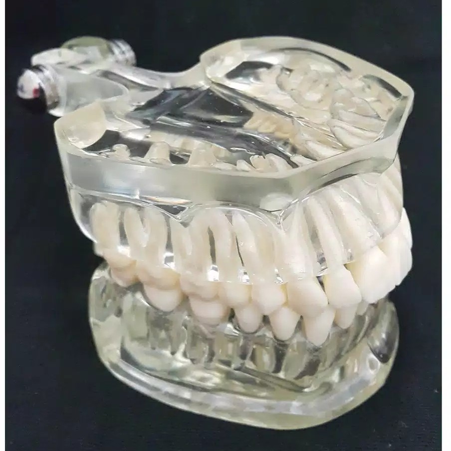 Dental Study  Phantom Model Gigi Transparan Lepasan