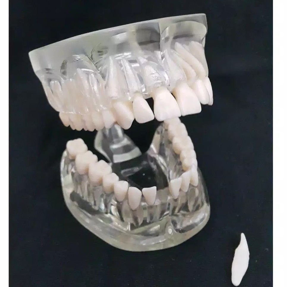 Dental Study  Phantom Model Gigi Transparan Lepasan 2