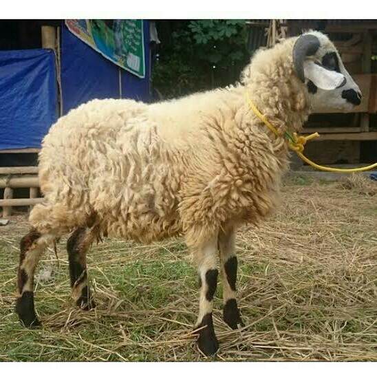 Domba Kelas Istimewa Bobot Lebih Dari 45 Kg