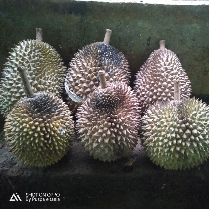 Duren