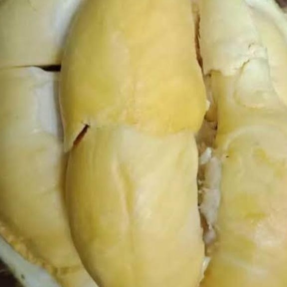Duren Cane