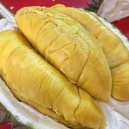 Durian Menoreh Kuning Jatuhan asli banten