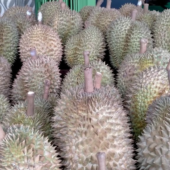 Durian Montong 1 Kg