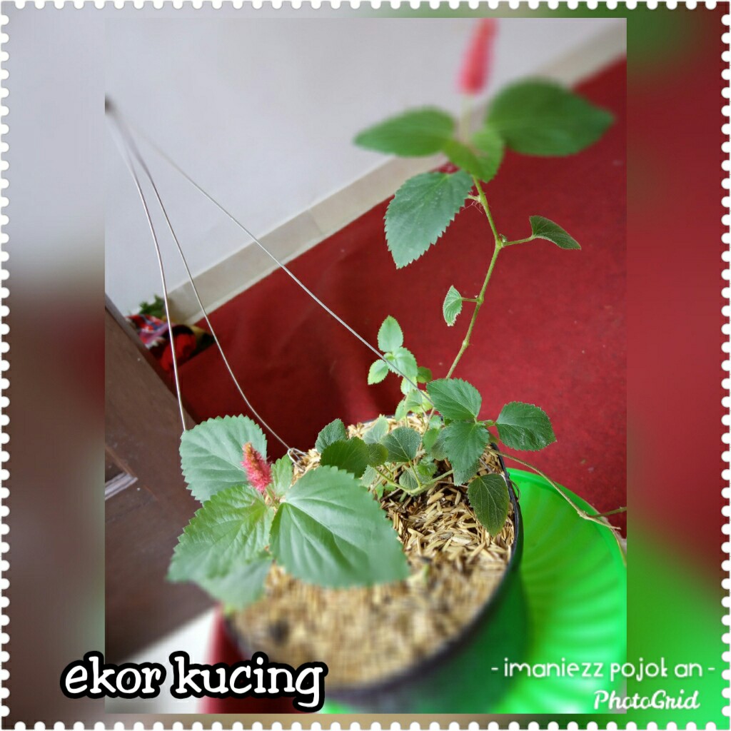 EKOR KUCING