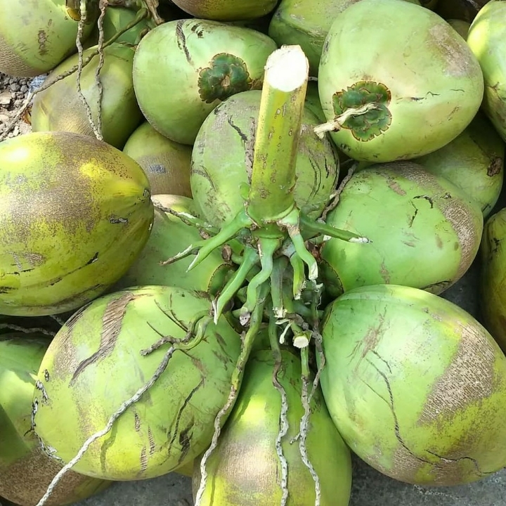 Es Kelapa Muda