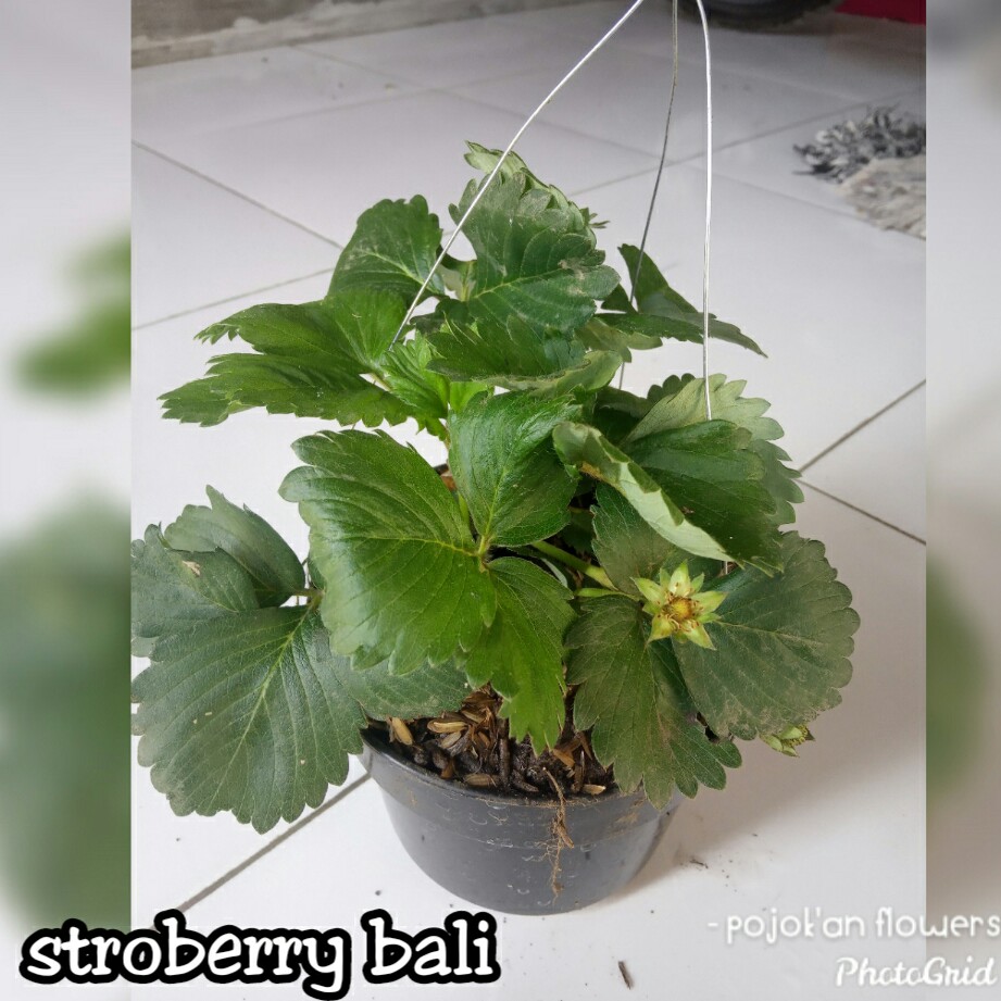 STRAWBERRY BALI
