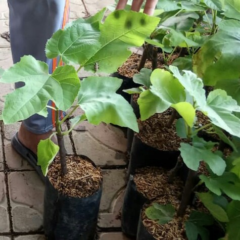 BIBIT POHON BUAH TIN