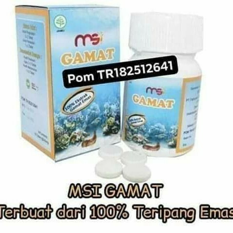 GAMAT TERIPANG MSI