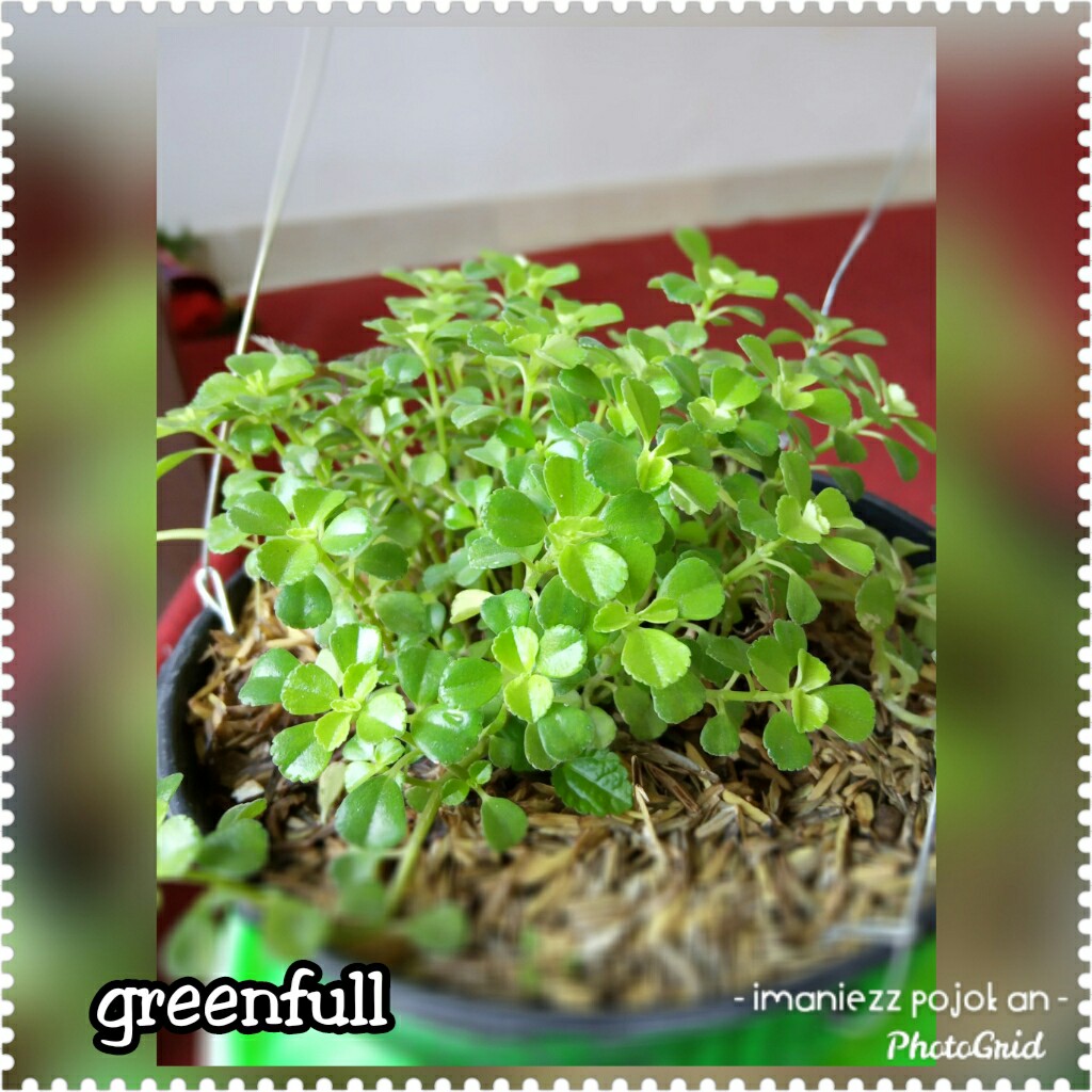 GREENFULL