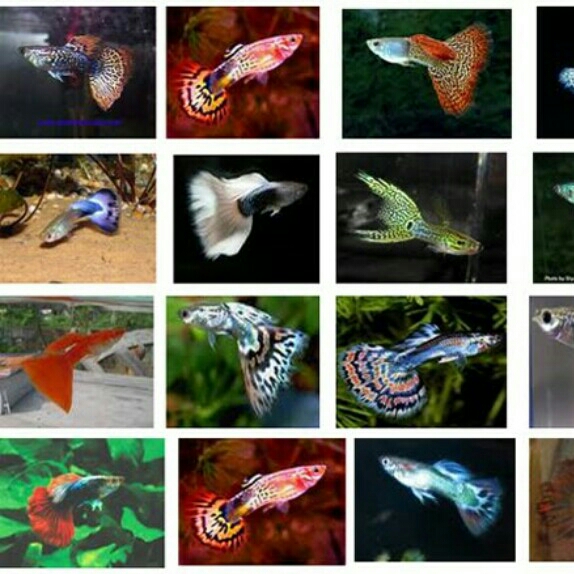 GUPPY