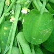 Genjer 1 Kg