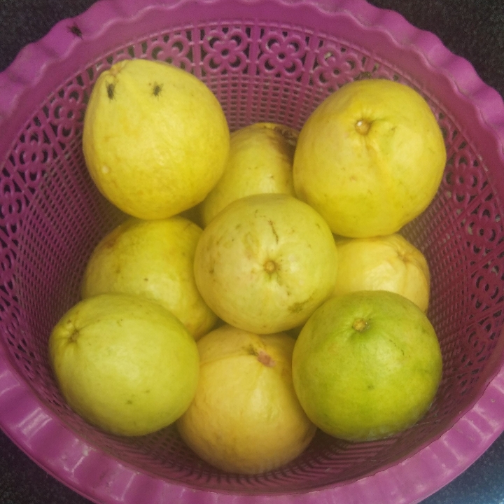 Glotak Ceker  Glotak Balungan  Olos Jatirawa  Jus Jambu Merah 4