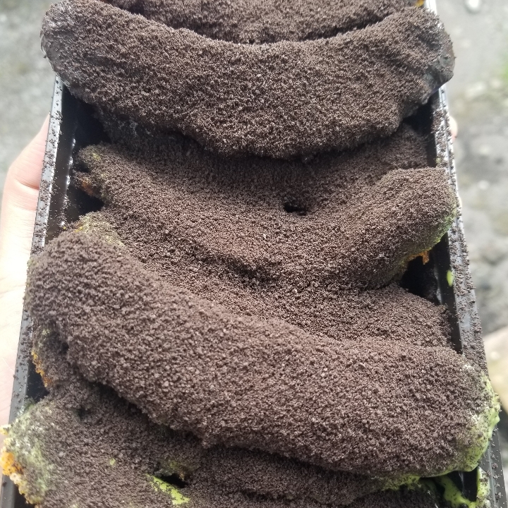 Greentea Coklat Oreo