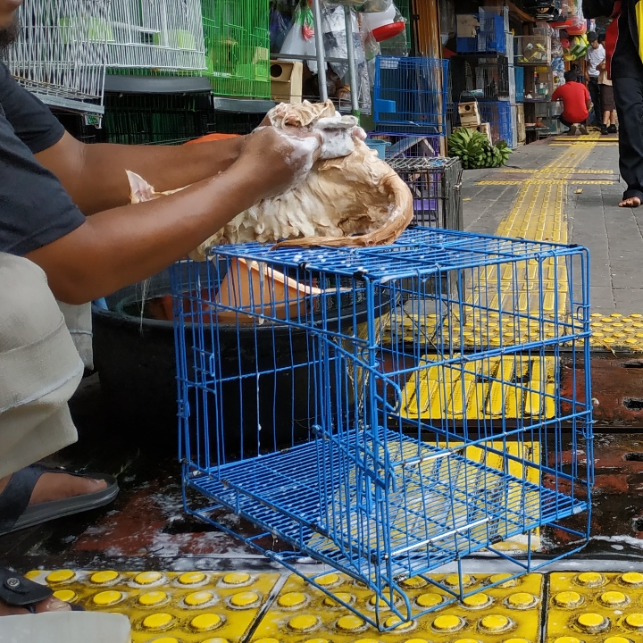 Grooming Biasa