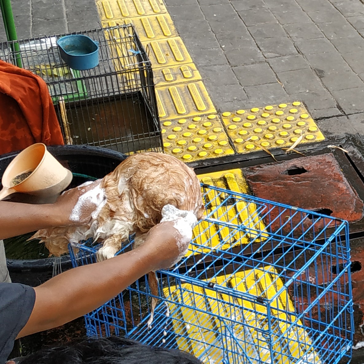 Grooming Kutu Dan Jamur