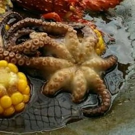 Gurita Saos Tiram