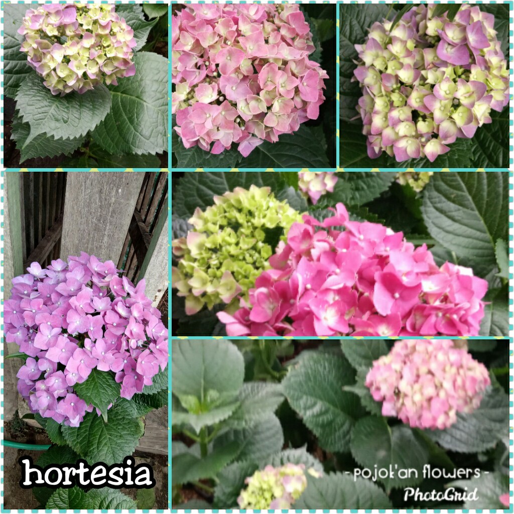 HORTESIA