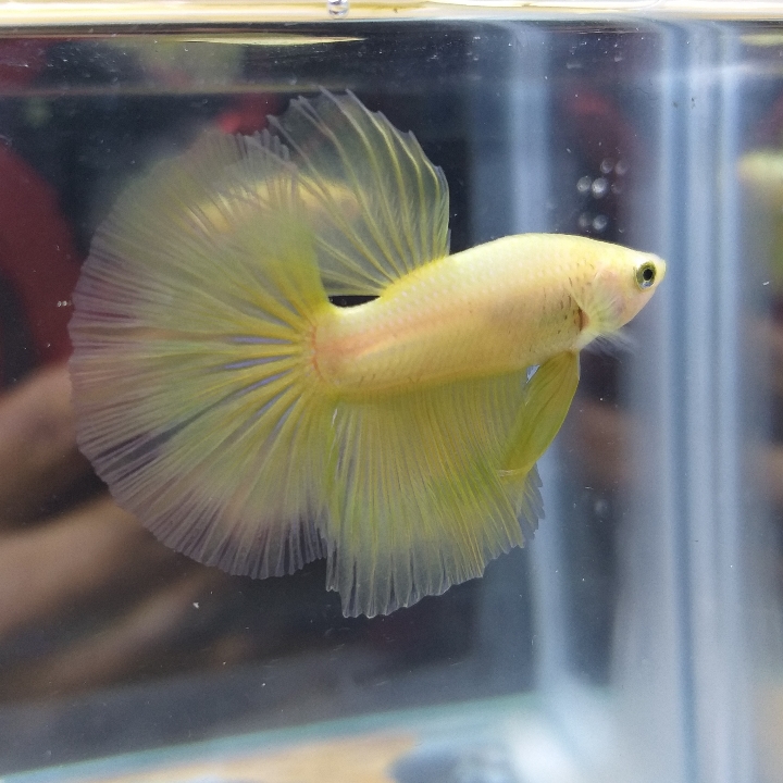 Half Moon Yellow