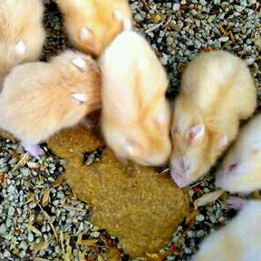 Hamster Golden Red Eyes