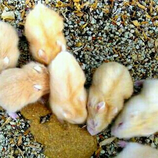 Hamster Hybird Golden Red Eye