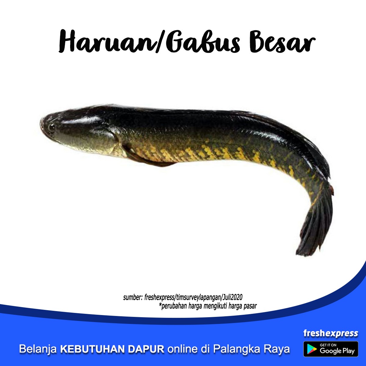 Haruan - Gabus Besar 1 Kg