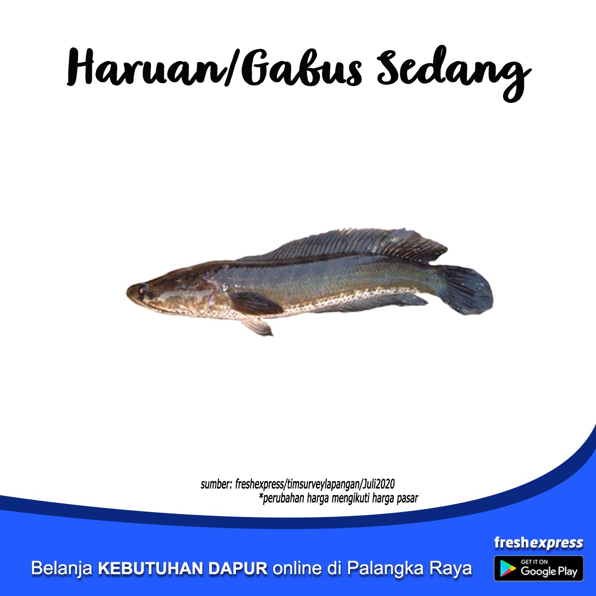 Haruan - Gabus Sedang 1 Kg