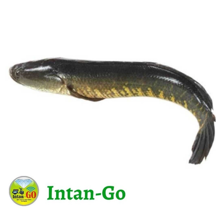 Haruan
