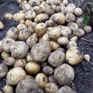 Bawang 2