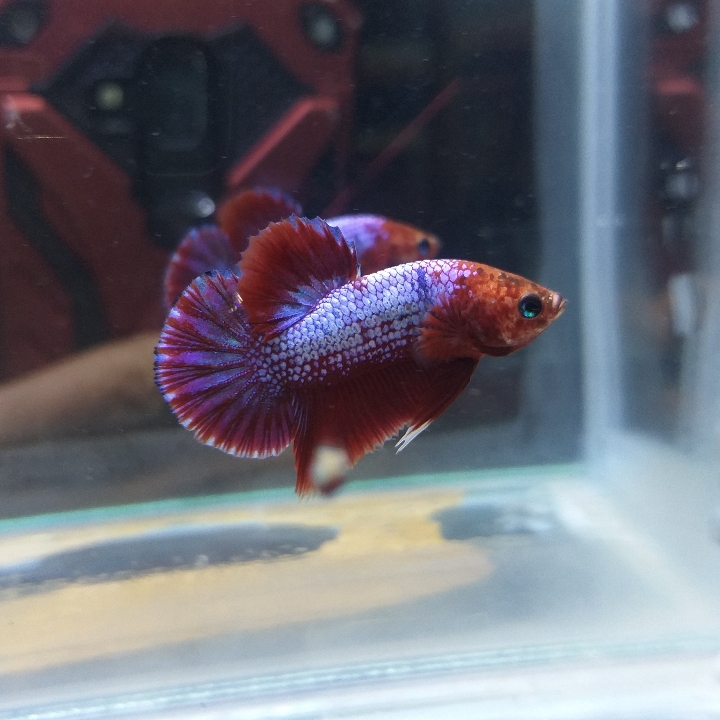 Hellboy