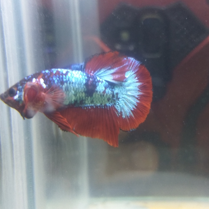 Hellboy Male