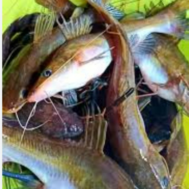IKAN BAONG