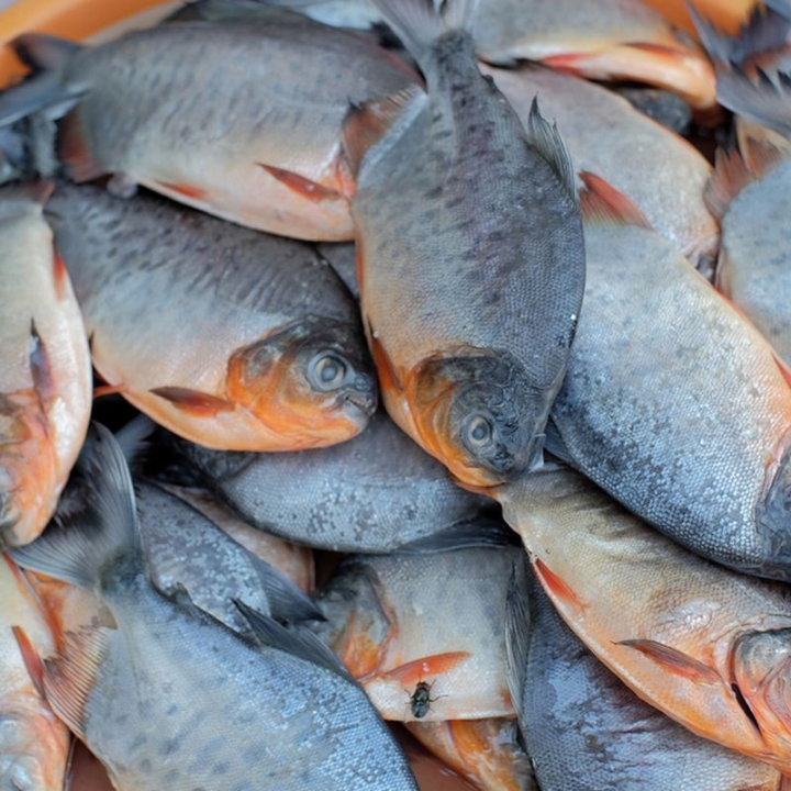 IKAN BAWAL 