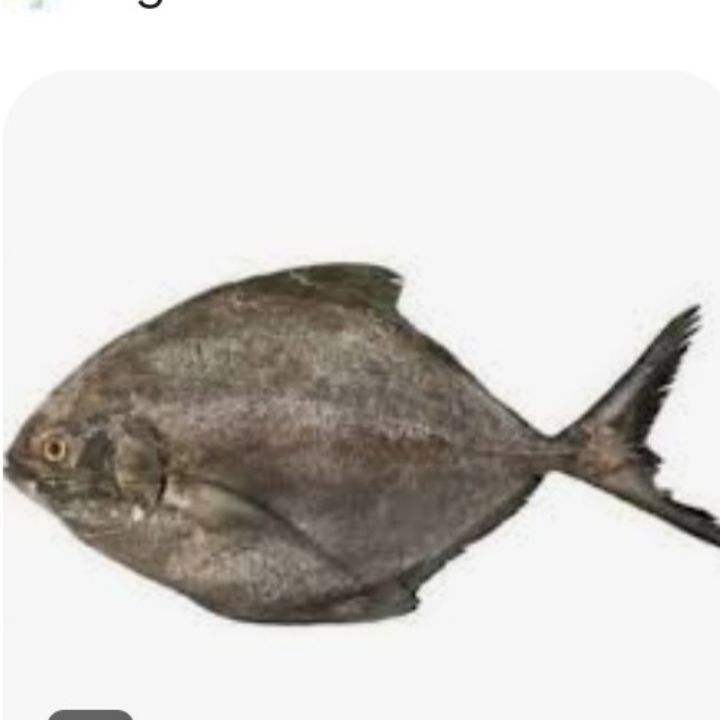 IKAN BAWAL