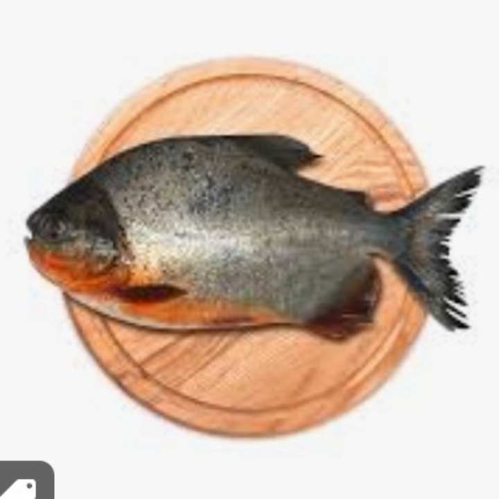 IKAN BAWAL 2