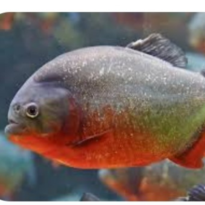 IKAN BAWAL 3