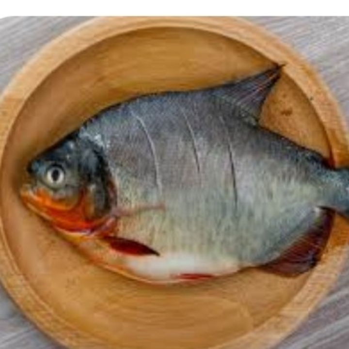 IKAN BAWAL 4