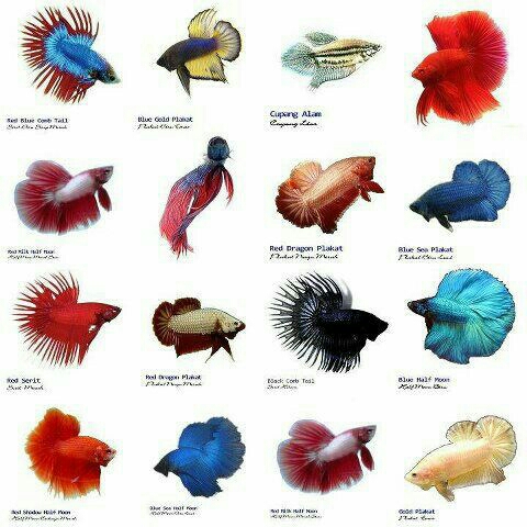 IKAN CUPANG size M