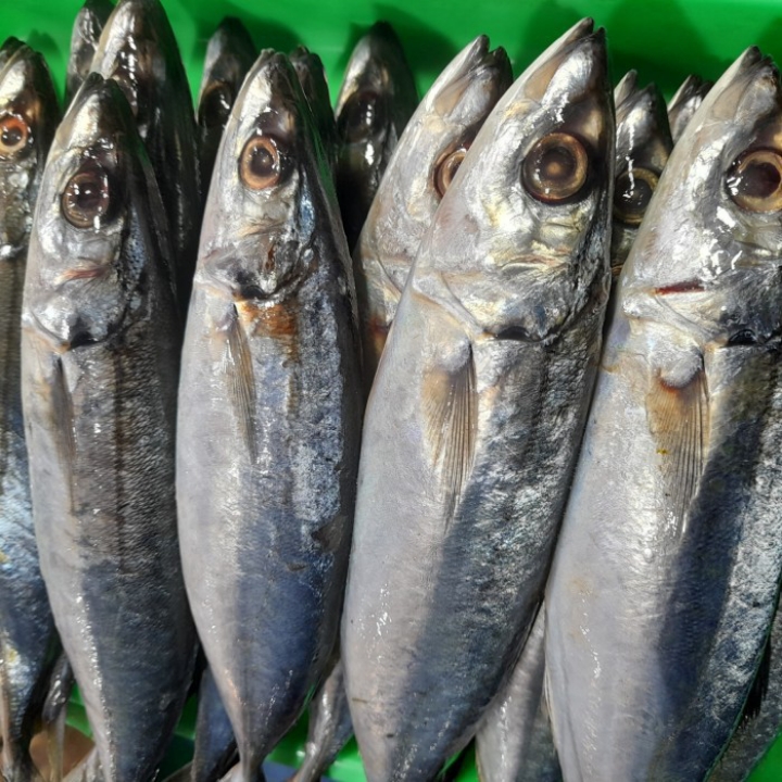 IKAN GEMBUNG 