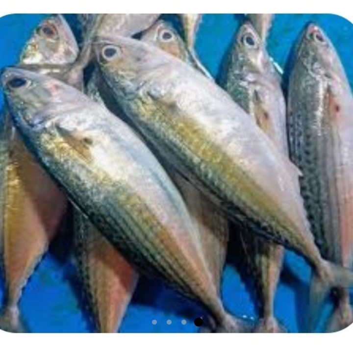 IKAN GEMBUNG