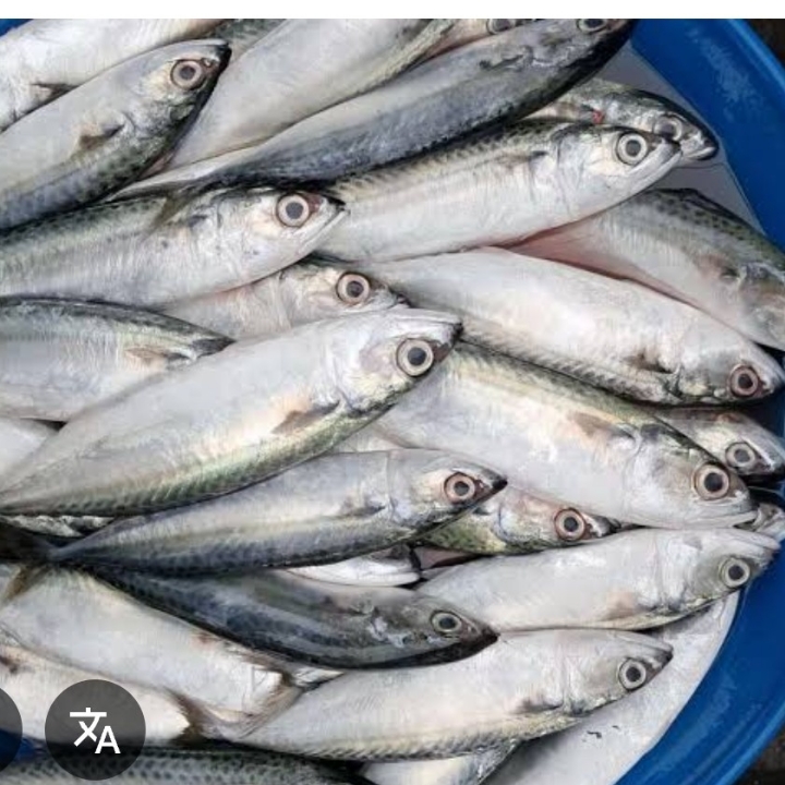 IKAN GEMBUNG 2