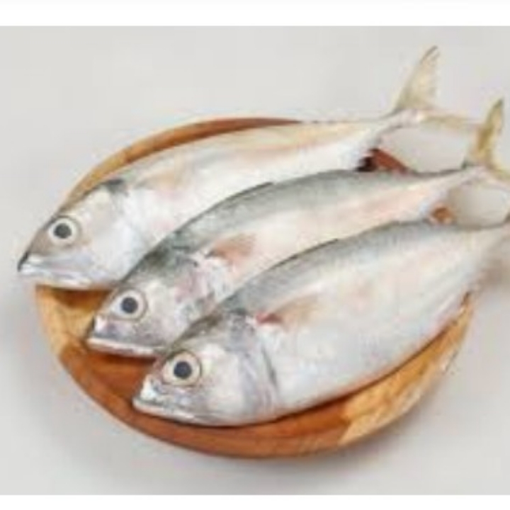 IKAN GEMBUNG 3