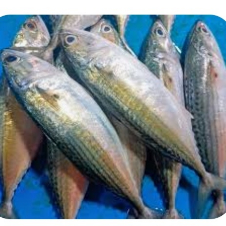 IKAN GEMBUNG 4