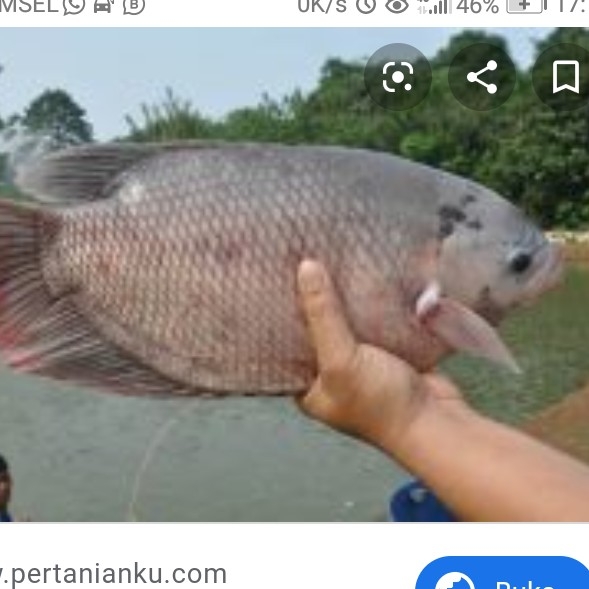 IKAN GURAMI
