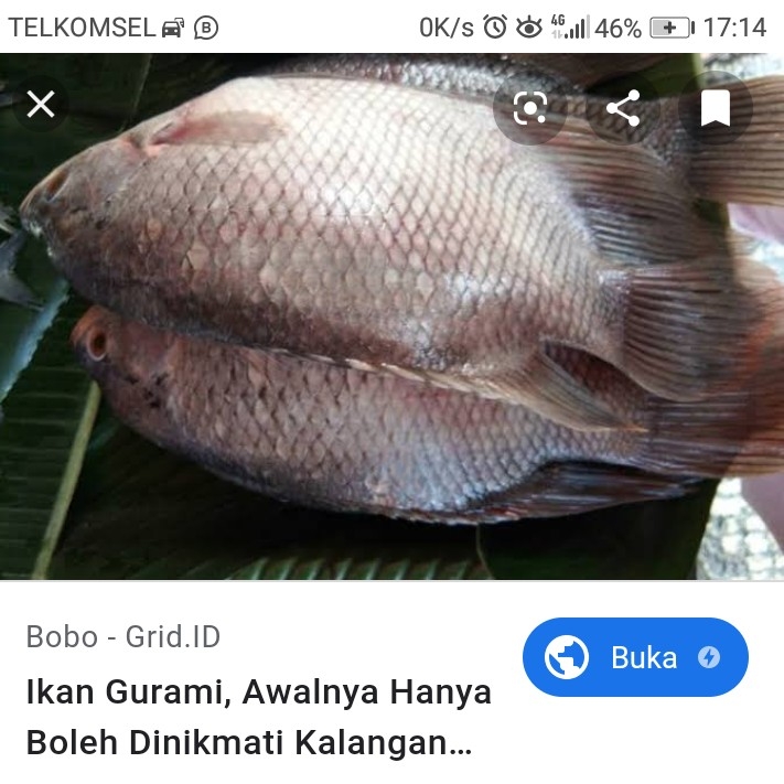 IKAN GURAMI 2