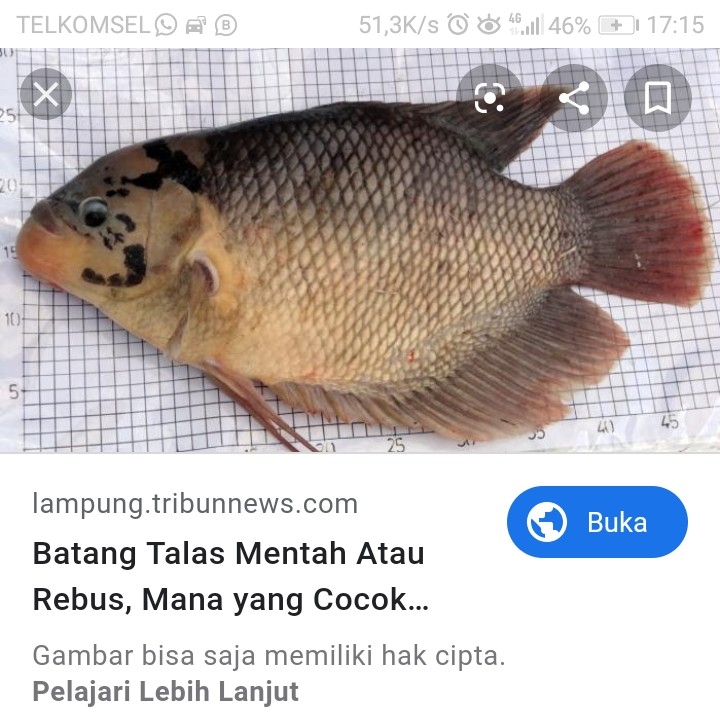 IKAN GURAMI 3
