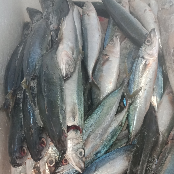 IKAN LAUT BAKAR SALAYANG 1 KG 2