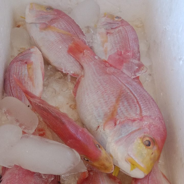 IKAN LAUT KAKAP MERAH DI BAKAR 1 KG 