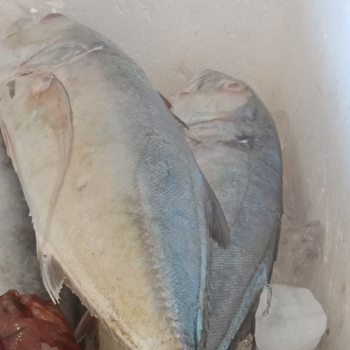 IKAN LAUT TONGKOL BAKAR 1 KG 2