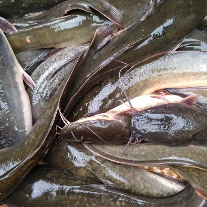 IKAN LELE 