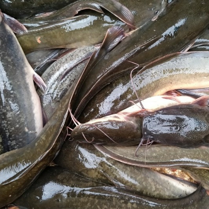 IKAN LELE 